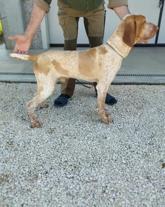 Bracco italiano 