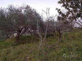 Terreno agricolo - Vista 3