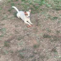 Jack russell per accoppiamento