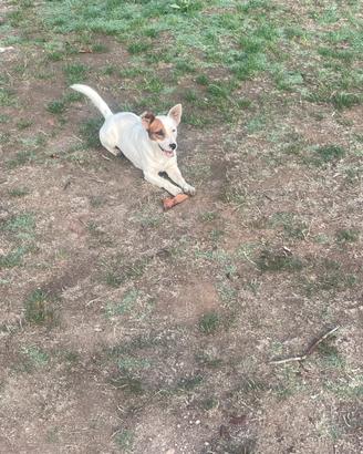 Jack russell per accoppiamento