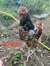 Gallo