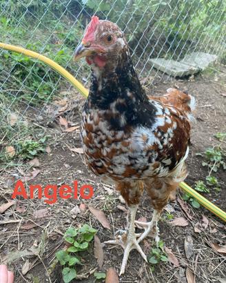 Gallo
