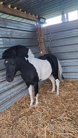 Pony