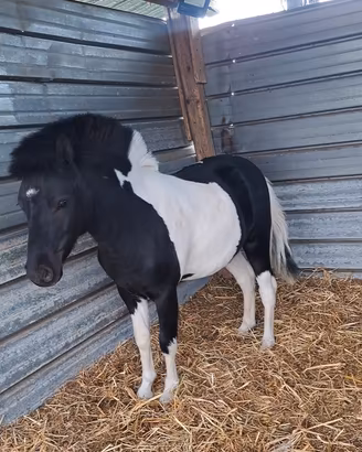 Pony