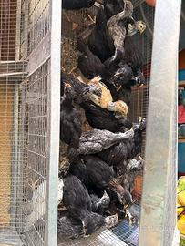 Galline,pulcini