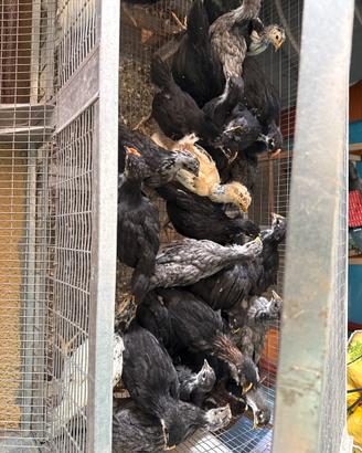 Galline,pulcini