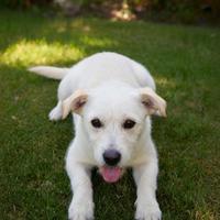 Barboncino nano maltese