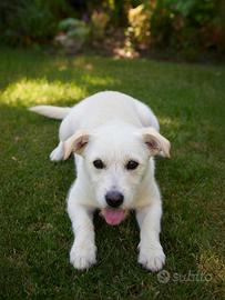 Barboncino nano maltese