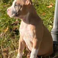 Cuccioli amstaff pedigree