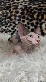 Femmina bicolore DBE occhi azzurri sphynx