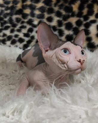 Femmina bicolore DBE occhi azzurri sphynx