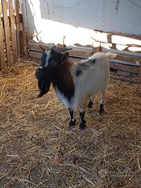 Capretto tibetano