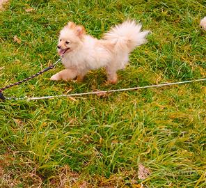Spitz di pomerania toy