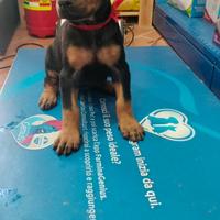 Cuccioli doperman