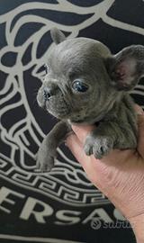 Bulldog francese
