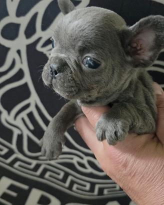 Bulldog francese
