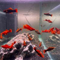 Porta spada Alpha Red