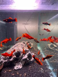 Porta spada Alpha Red