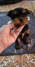 Yorkshire terrier da allevamento con affisso