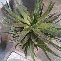 Haworthia