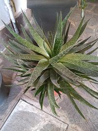Haworthia