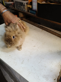 Conigli testa di leone