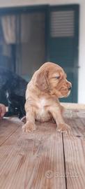 Cuccioli di cocker spaniel inglese