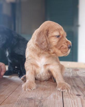 Cuccioli di cocker spaniel inglese