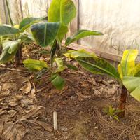 Musa super dwarf cavendish