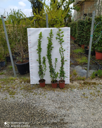 Piante phiracantha e molto altro
