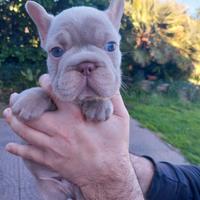 Cucciolo bulldog francese big rope