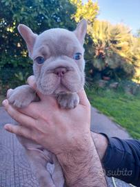 Cucciolo bulldog francese big rope