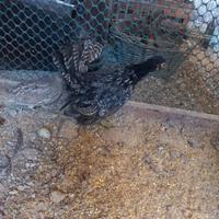Galline serama