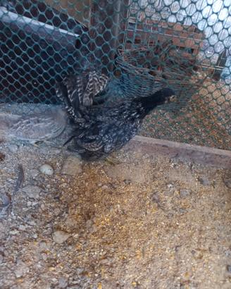 Galline serama