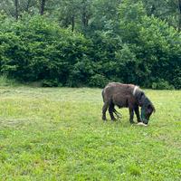 Pony maschietto