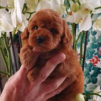 Barboncini red e albicocca toy e nani con pedigree