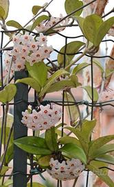 Talee di hoya carnosa