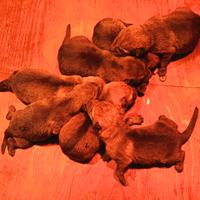 Cuccioli lupo cecoslovacco