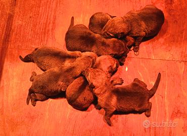 Cuccioli lupo cecoslovacco