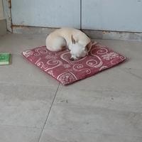 Cane razza chiwawa