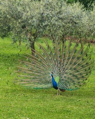 Pavone colorato