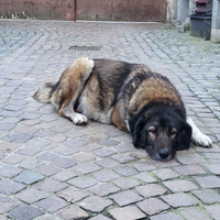 Cuccioli di Pastore del Caucaso