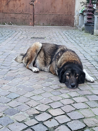 Cuccioli di Pastore del Caucaso