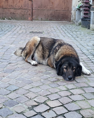 Cuccioli di Pastore del Caucaso