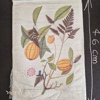Tavola Botanica Antica Gambogia Gutta L. 1981 