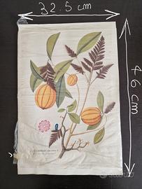 Tavola Botanica Antica Gambogia Gutta L. 1981 