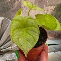 Alocasia Golden Dragon