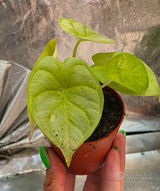 Alocasia Golden Dragon