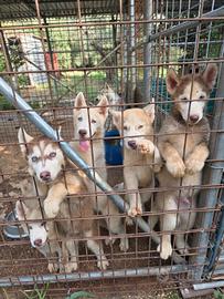 Siberian husky