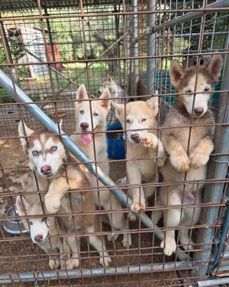 Siberian husky
